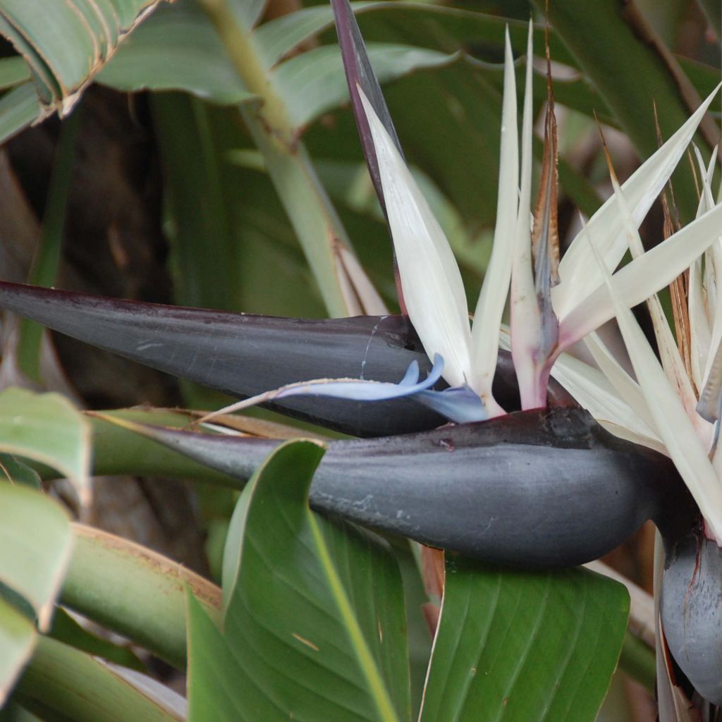 Strelitzia nicolai - Ucello del paradisio gigante