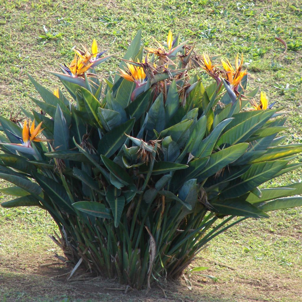 Strelitzia reginae - Uccello del paradiso