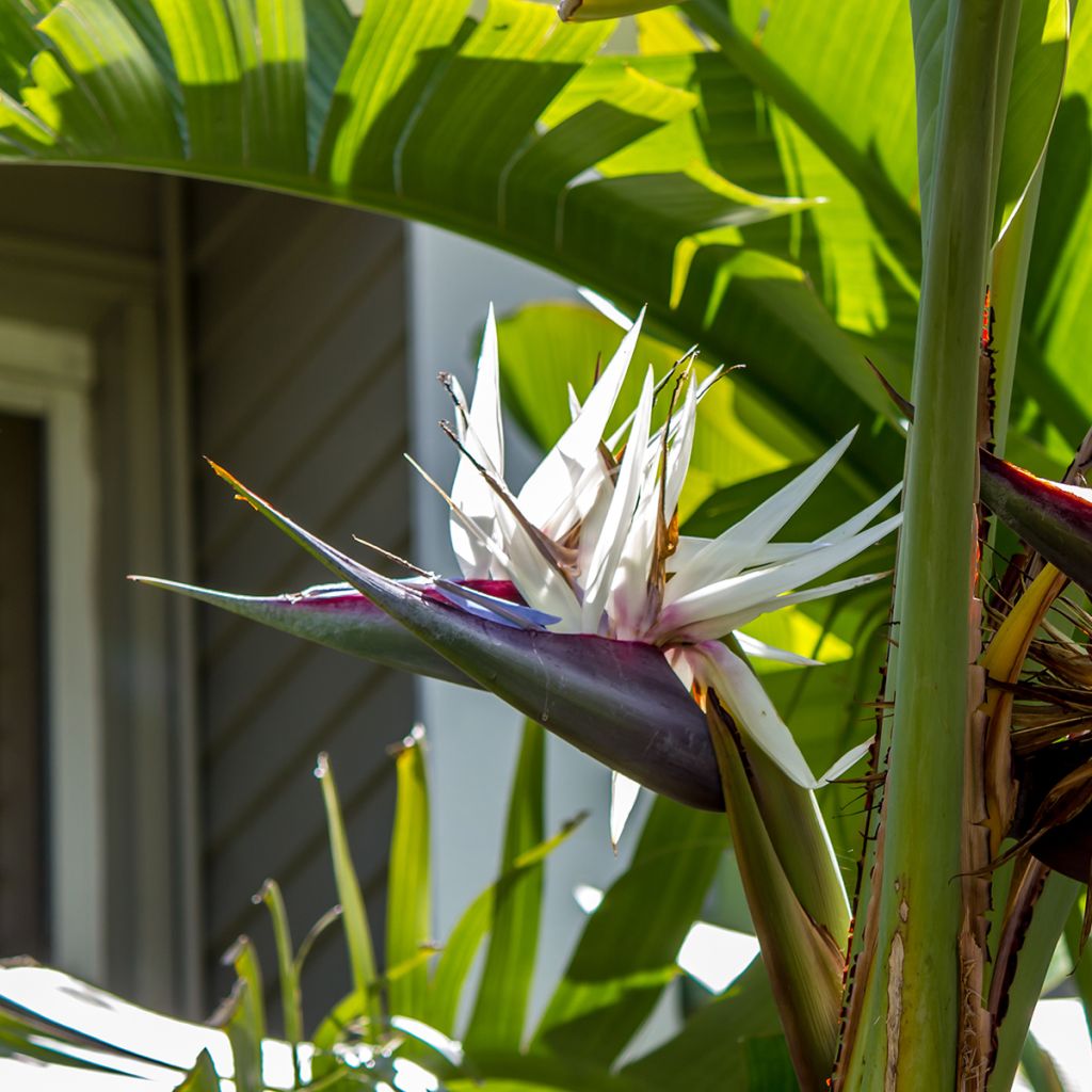 Strelitzia nicolai (semi) - Ucello del paradisio gigante