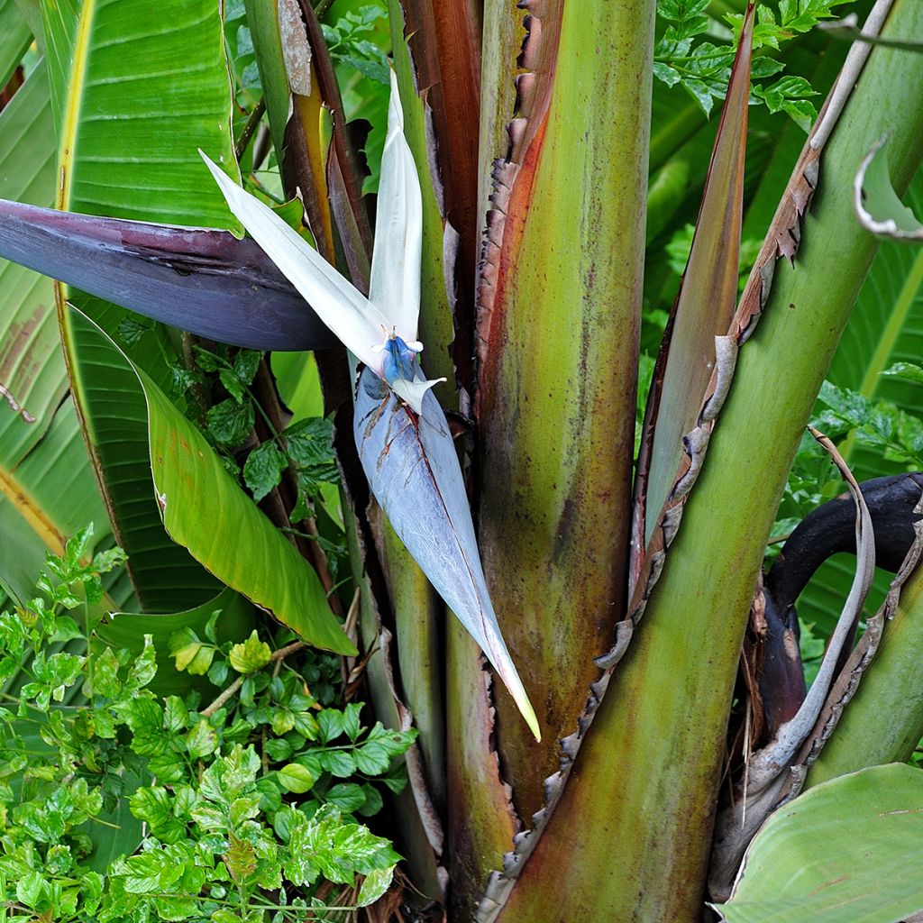 Strelitzia nicolai (semi) - Ucello del paradisio gigante