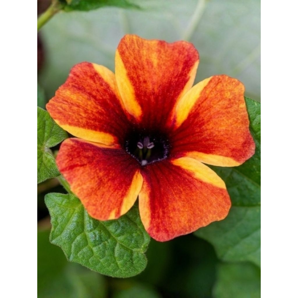 Susanna dagli occhi neri Tangerine Slice - Thunbergia alata