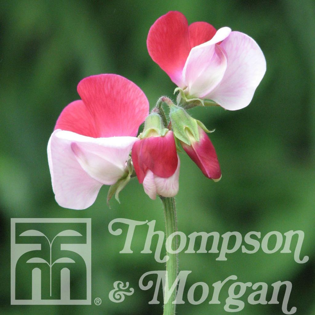 Pois de senteur Little Red Riding Hood - Lathyrus odoratus