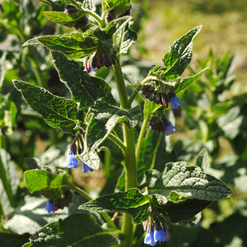 Symphytum azureum - Consolida blu