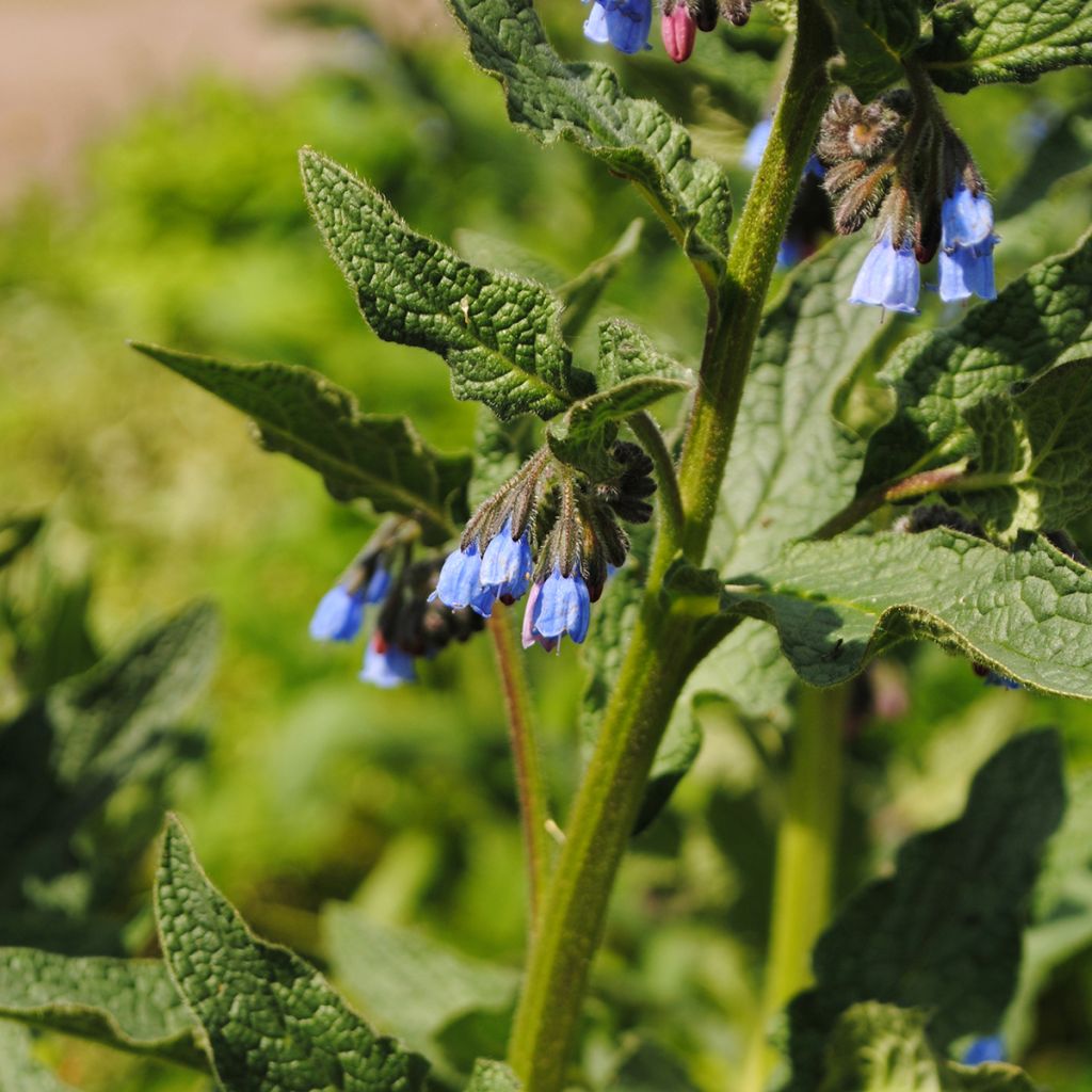 Symphytum azureum - Consolida blu