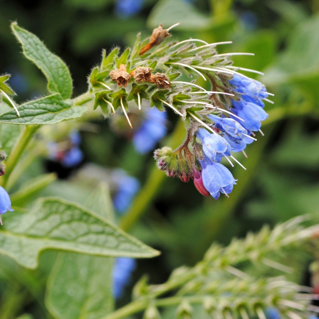 Symphytum azureum - Consolida blu