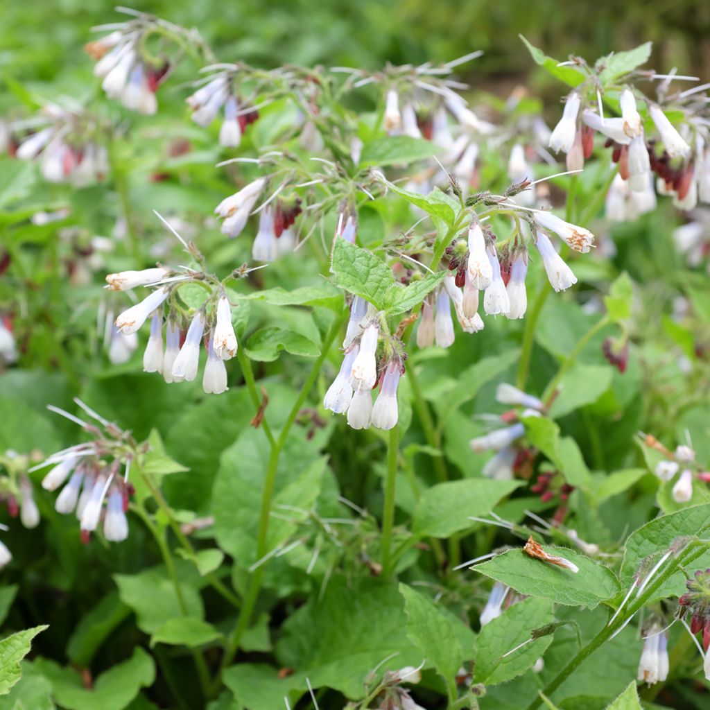 Symphytum grandiflorum Hidcote Blue - Consolida a grandi fiori