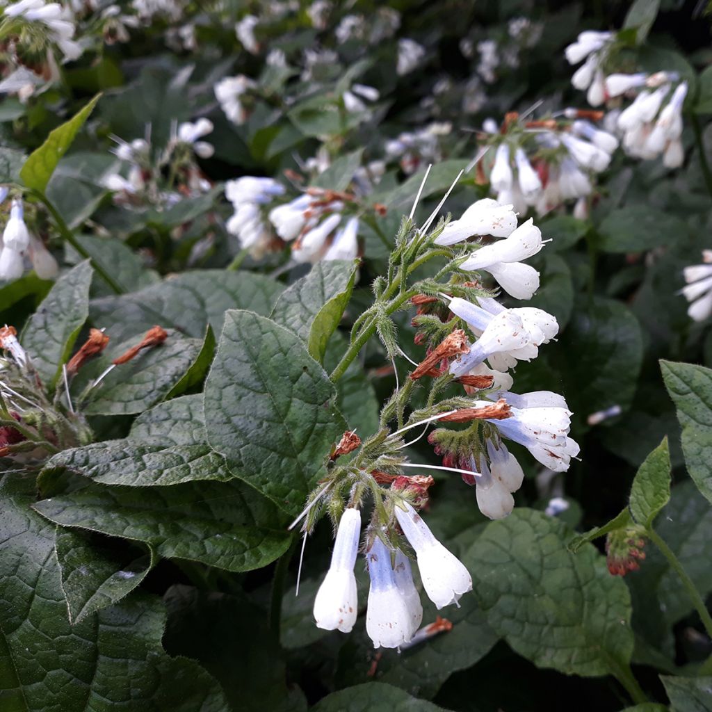 Symphytum grandiflorum Hidcote Blue - Consolida a grandi fiori
