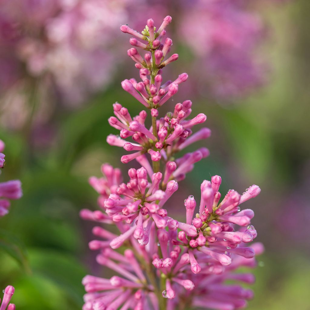 Syringa Pinktini - Lillà
