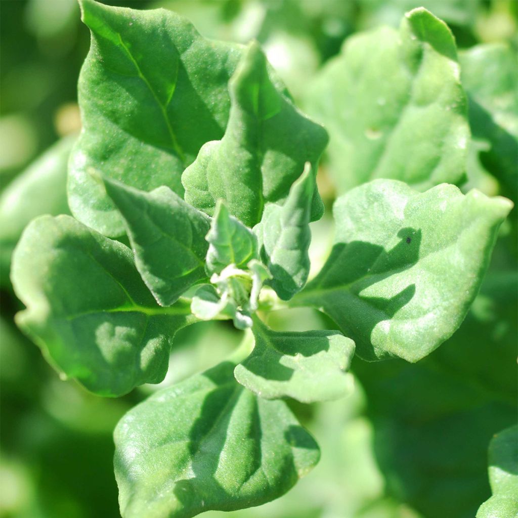 Tetragonia tetragonioides NT - Ferme de Sainte Marthe - Spinacio della Nuova Zelanda