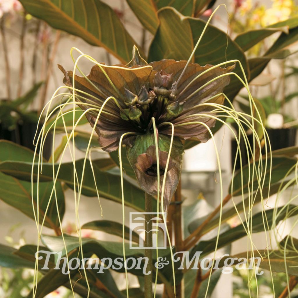 Tacca Chantrieri Green Isle