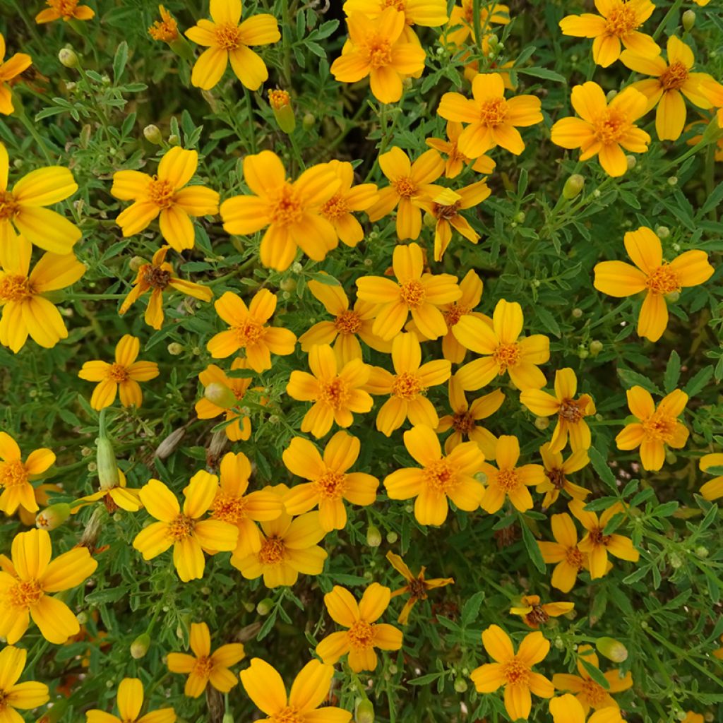 Tagetes Gold Medal - Tagete