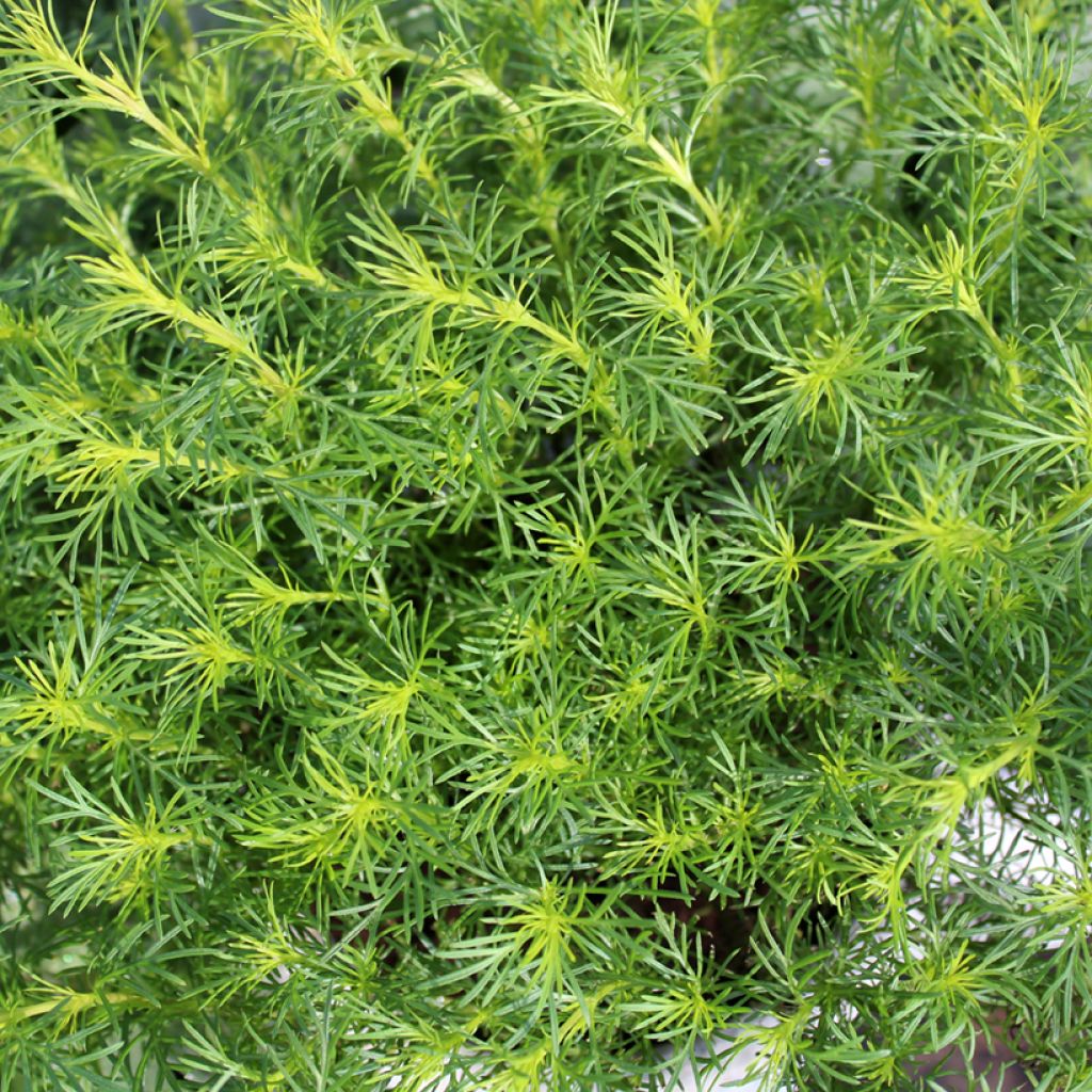 Tagetes filifolia (piantine) - Tagete