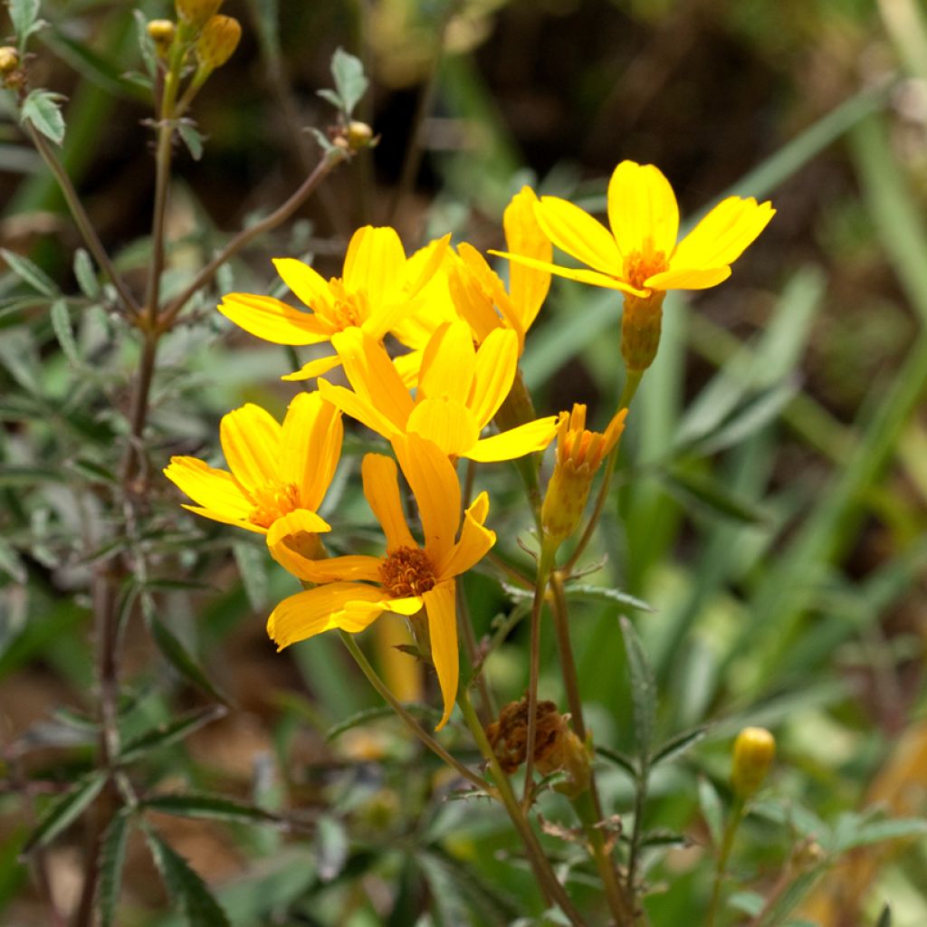 Tagetes lemmonii - Tagete arbustiva