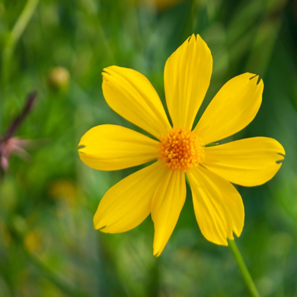 Tagetes lemmonii - Tagete arbustiva