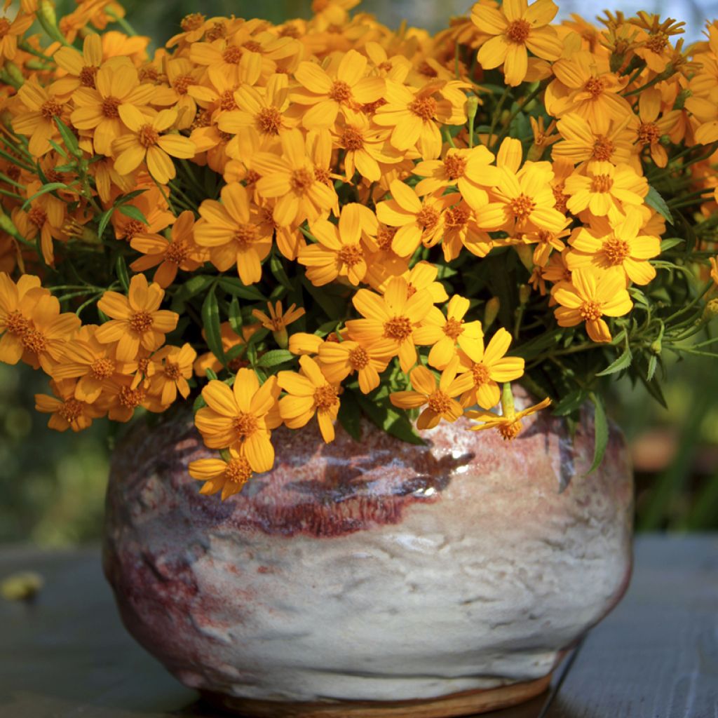 Tagetes lemmonii - Tagete arbustiva