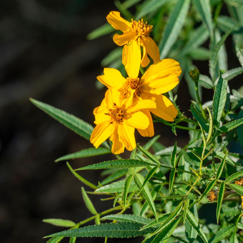 Tagetes lemmonii - Tagete arbustiva