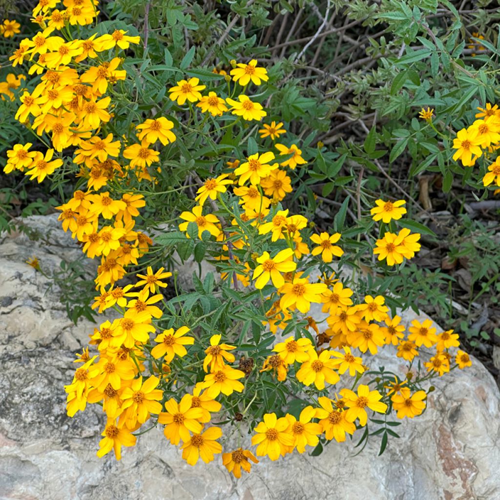 Tagetes lemmonii - Tagete arbustiva