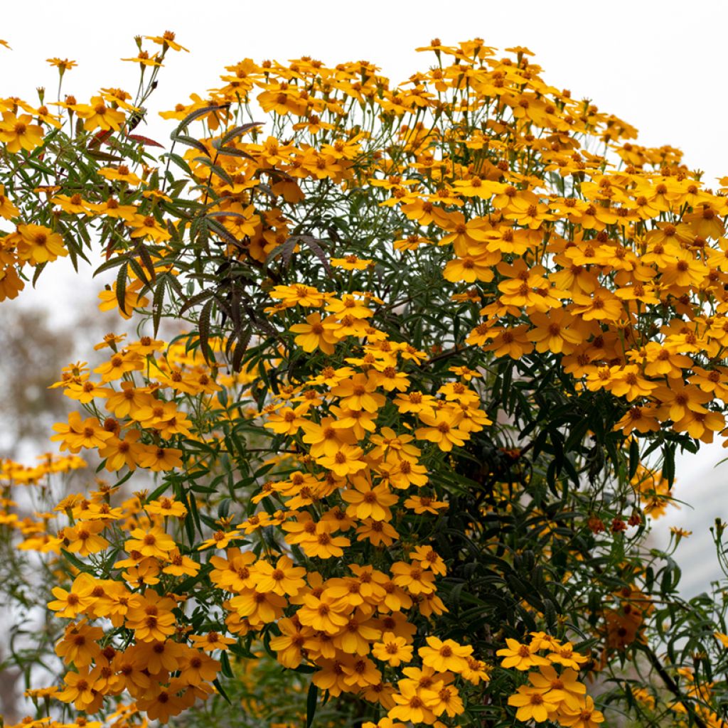 Tagetes lemmonii - Tagete arbustiva
