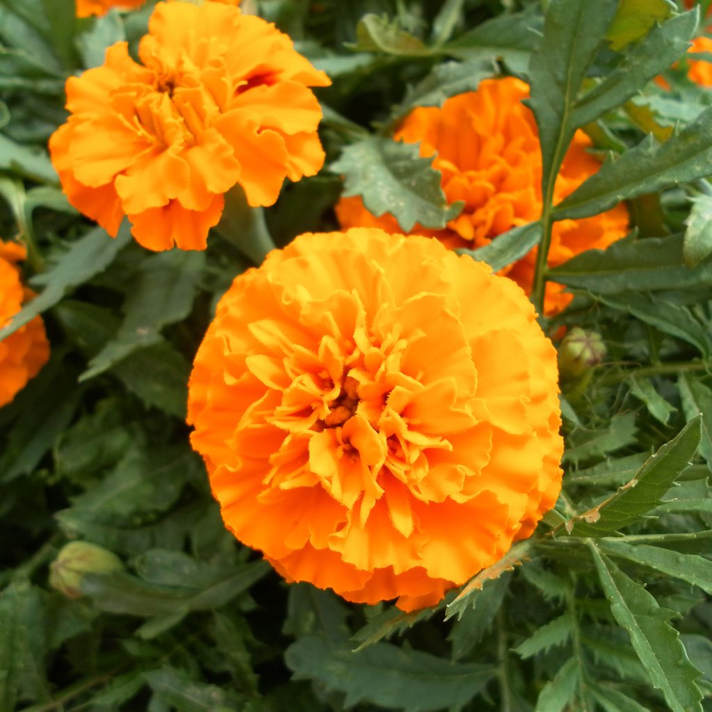 Tagetes patula Boy O Boy Orange - Tagete