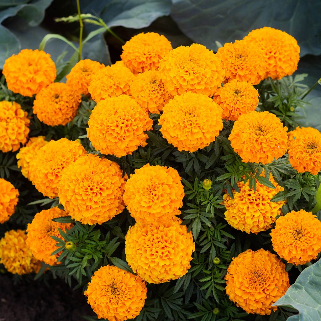 Tagetes patula Boy O Boy Orange - Tagete