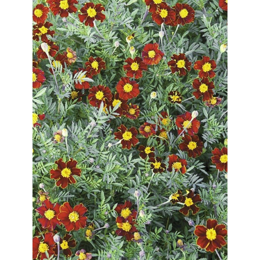 Tagetes patula Red Knight - Tagete