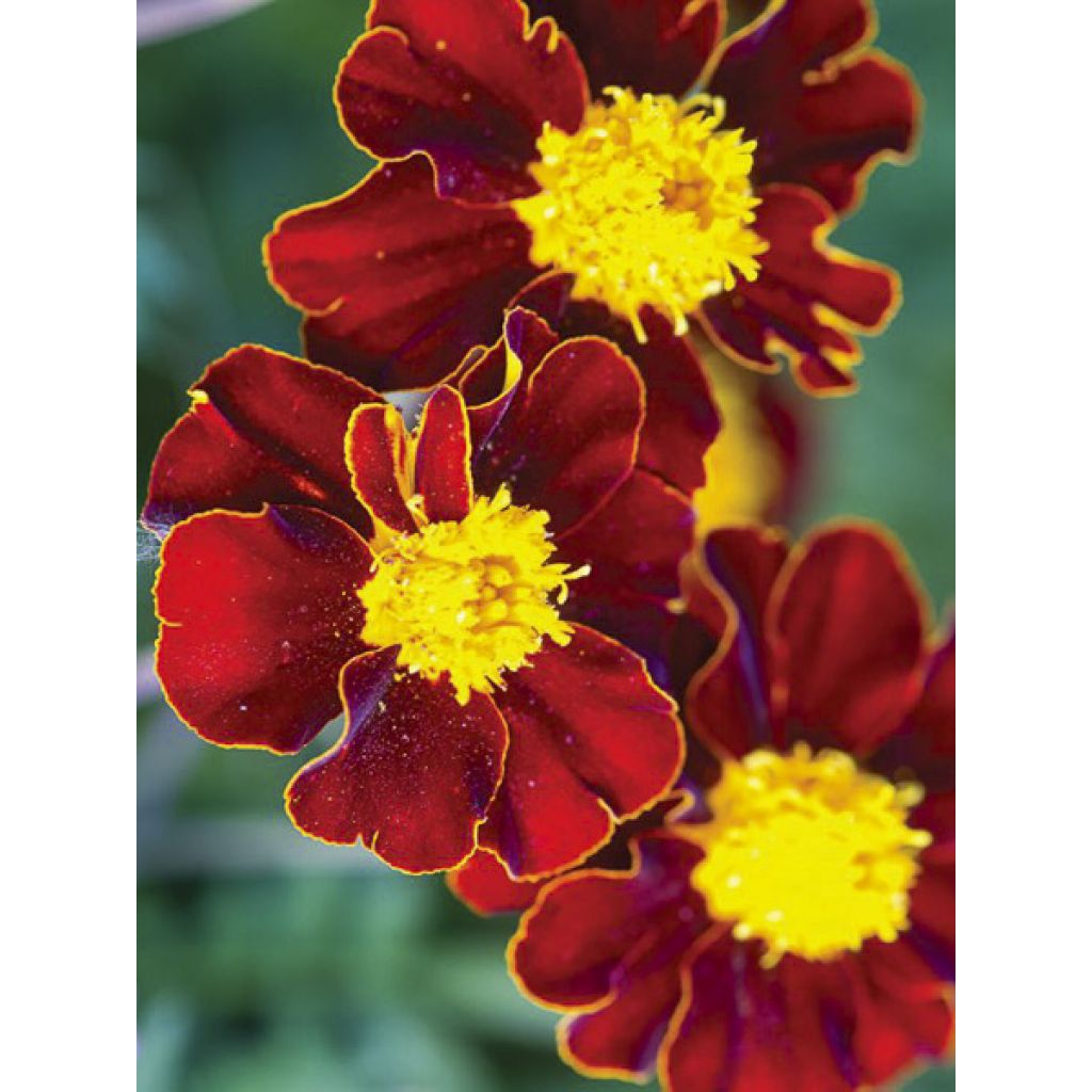 Tagetes patula Red Knight - Tagete