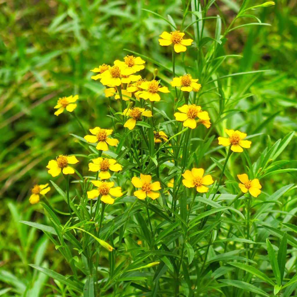 Tagetes lucida Bio - Ferme de Sainte Marthe - Tagete