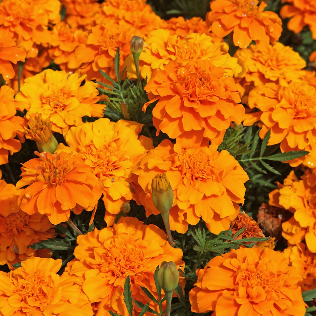 Tagetes patula Durango Tangerine - Tagete
