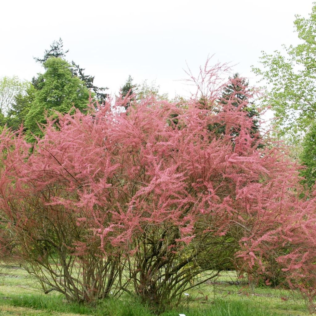 Tamarix ramosissima Rubra - Tamerice
