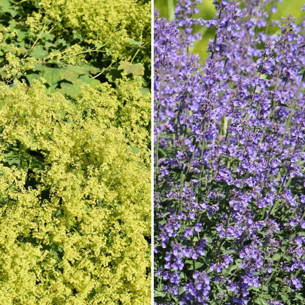 Tappeto Giallo e Blu, Alchemilla e Nepeta