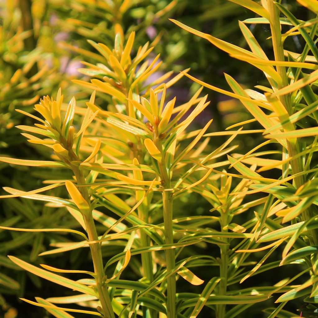 If commun - Taxus baccata Kupfergold