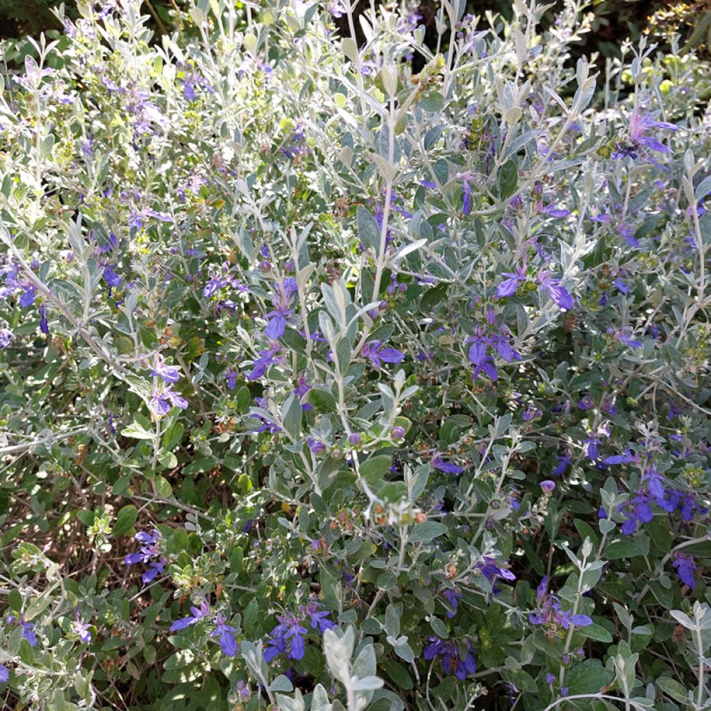 Teucrium fruticans Azureum