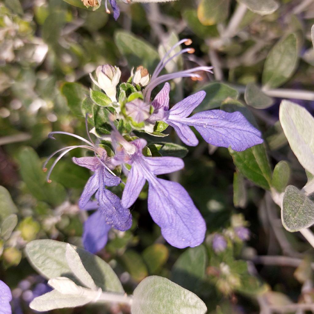 Teucrium fruticans Azureum