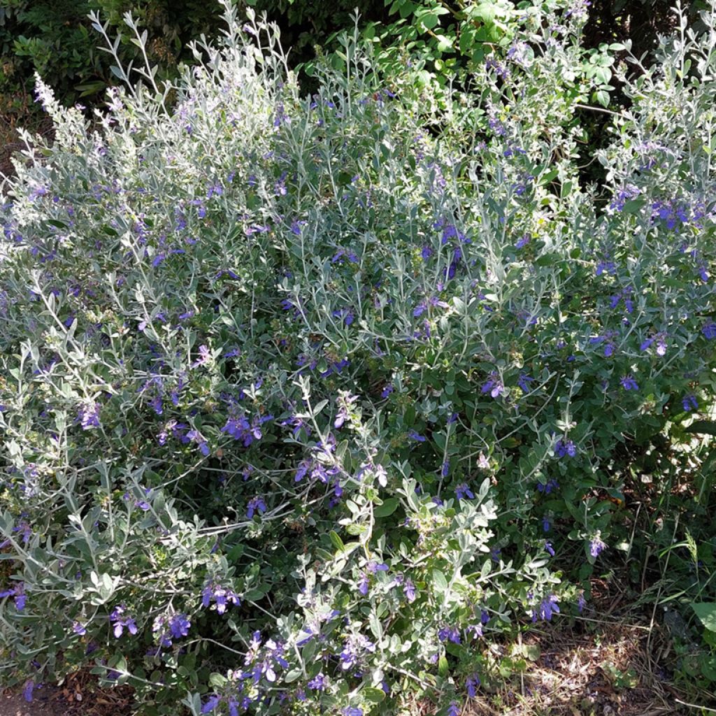 Teucrium fruticans Azureum