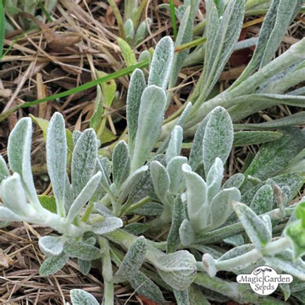 Sideritis syriaca - Stregonia siciliana