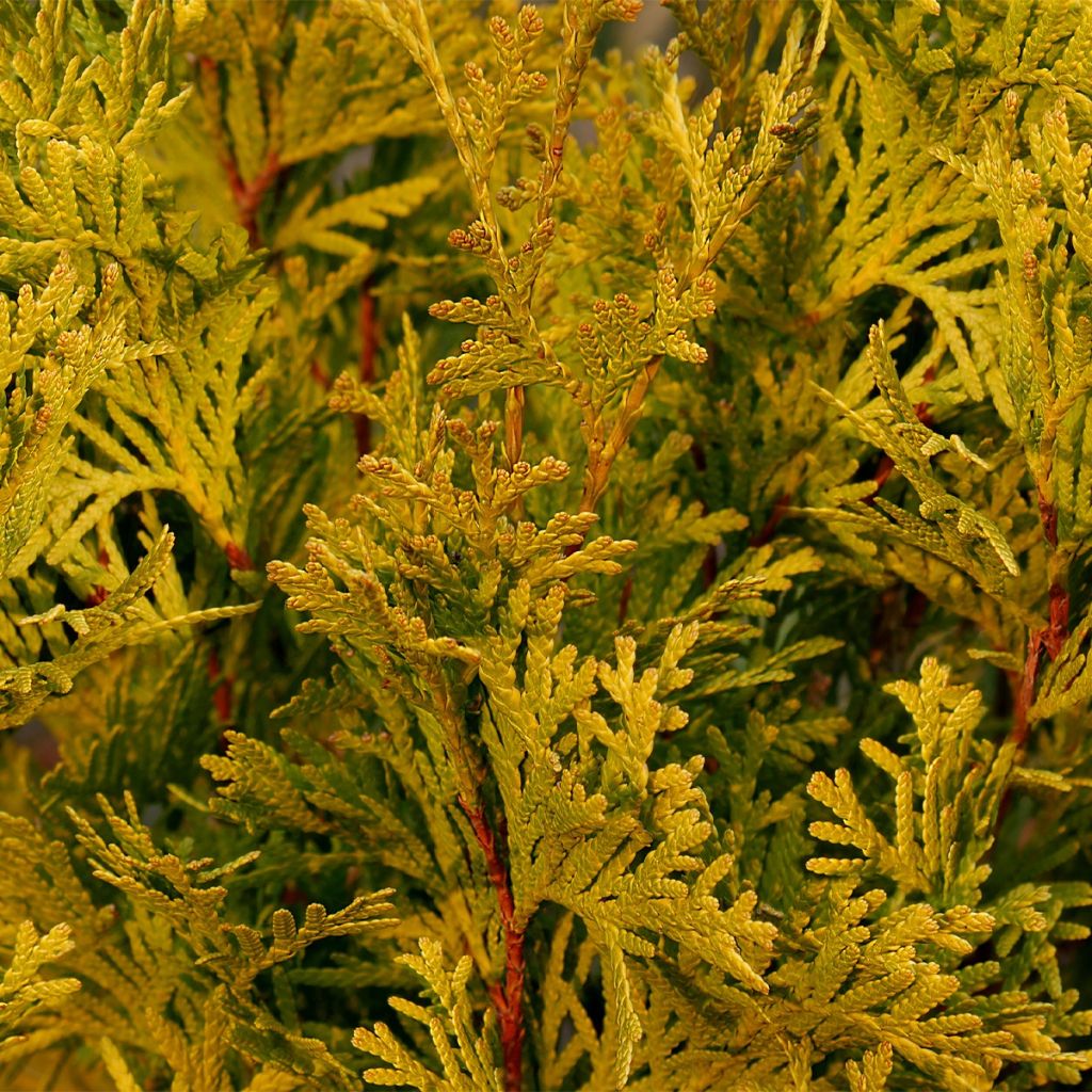Thuja occidentalis Jantar - Tuia occidentale