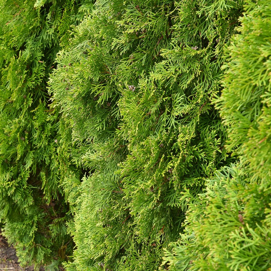 Thuja occidentalis Kordes - Tuia occidentale