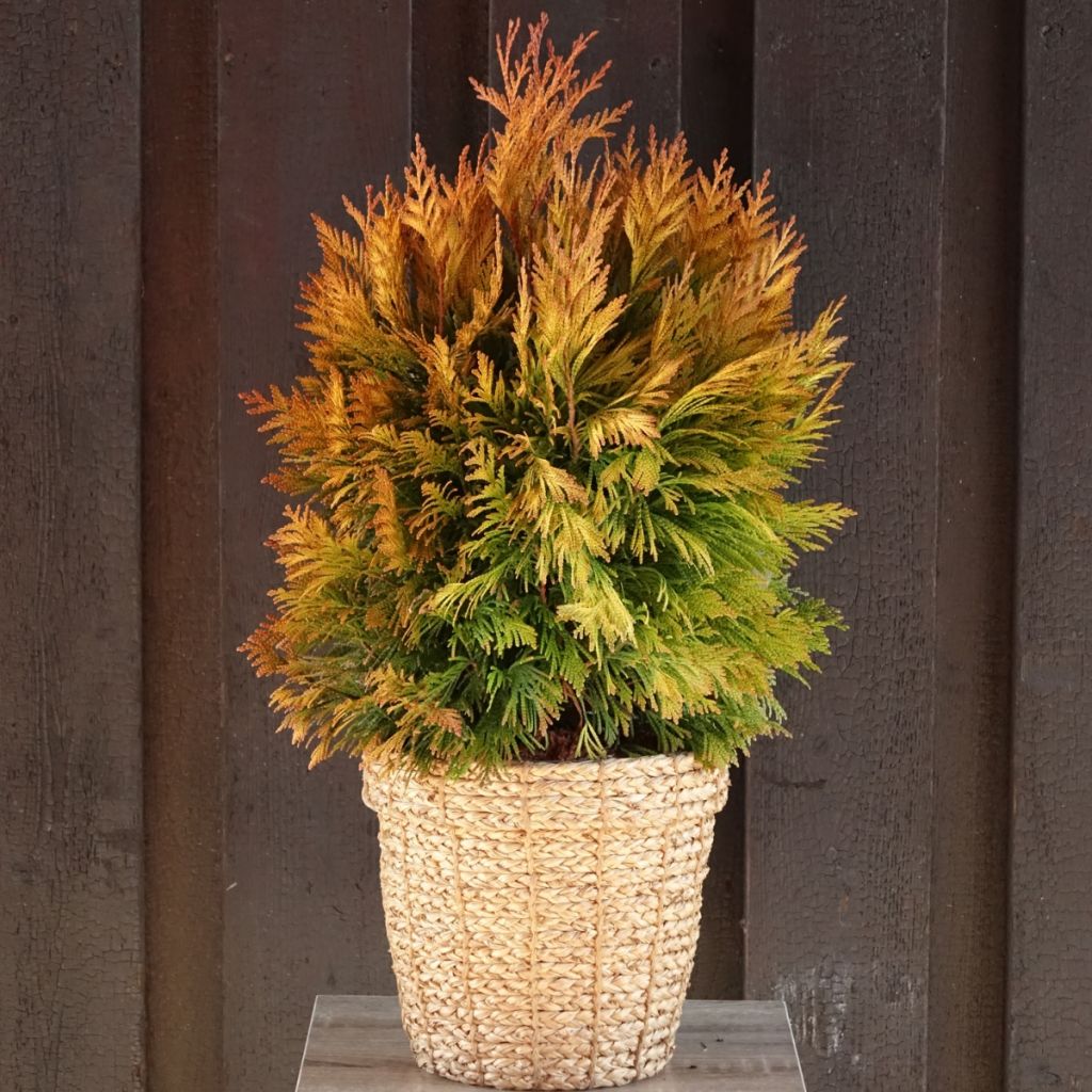 Thuja plicata 4 Ever Goldy - Tuia plicata