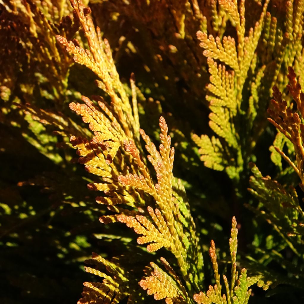 Thuja plicata 4 Ever Goldy - Tuia plicata