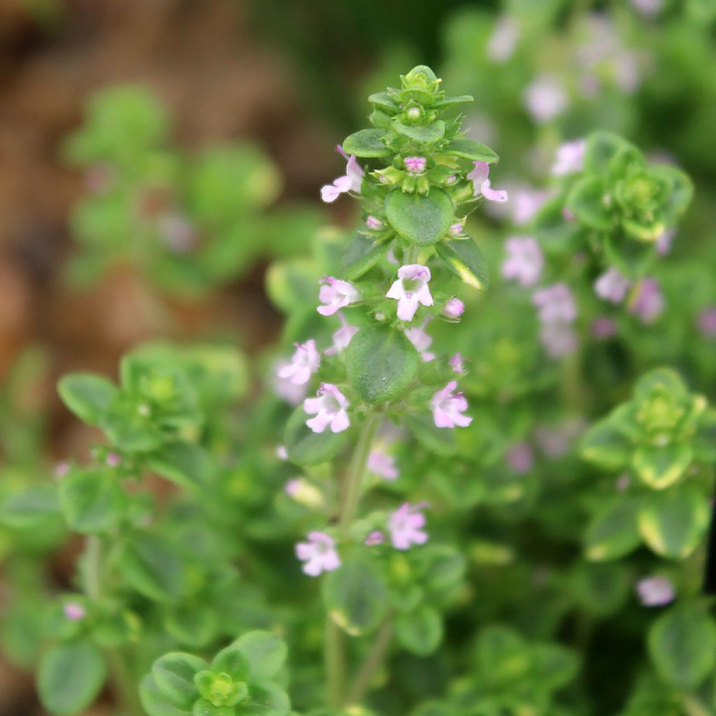Thymus x citriodorus variegated - Timo limone pennacchio