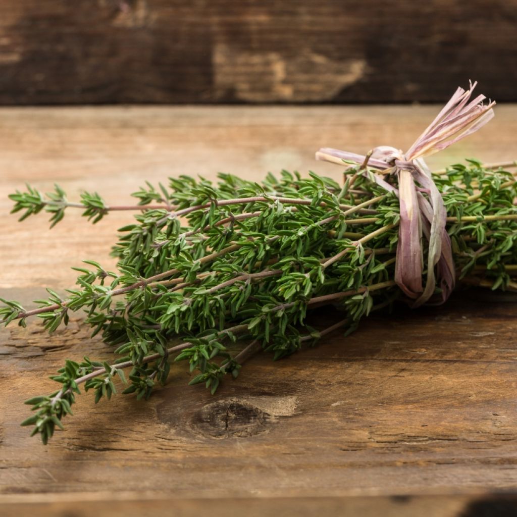 Thymus x faustinoi - Timo