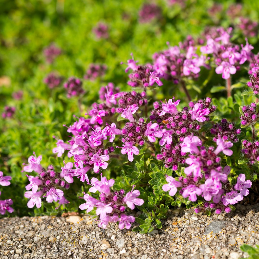 Thymus serpyllum Elfin - Serpillo