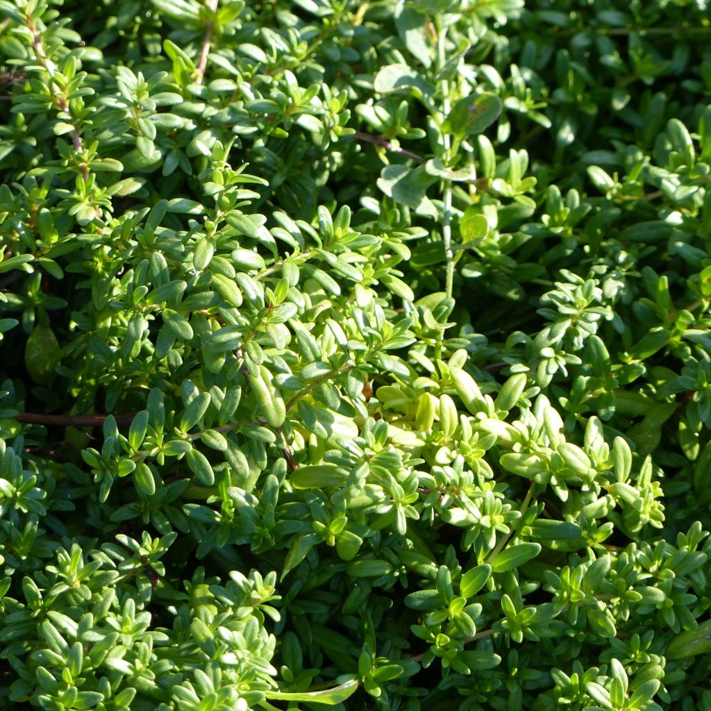 Thymus longicaulis - Timo