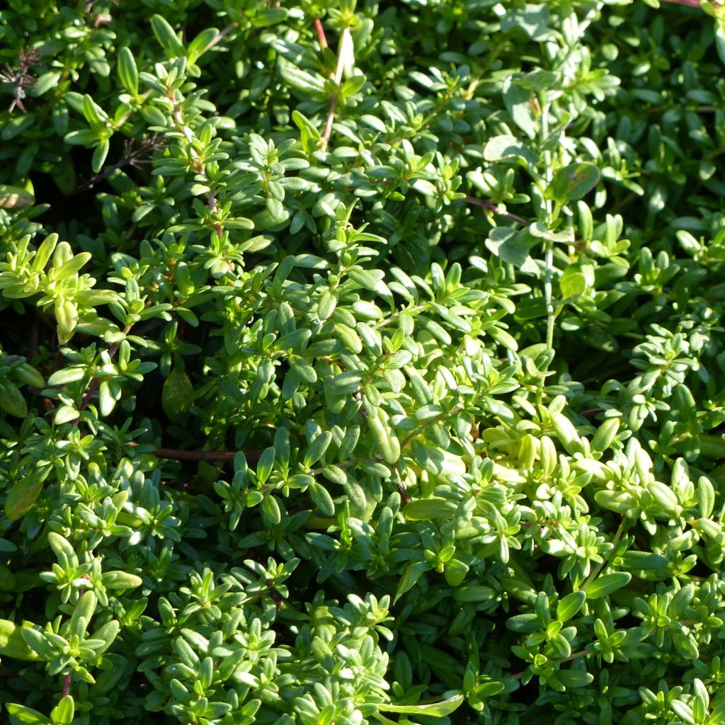 Thymus longicaulis - Timo