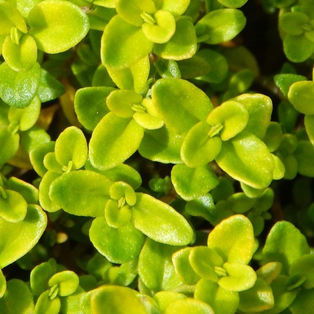 Thymus vulgaris Gold - Timo