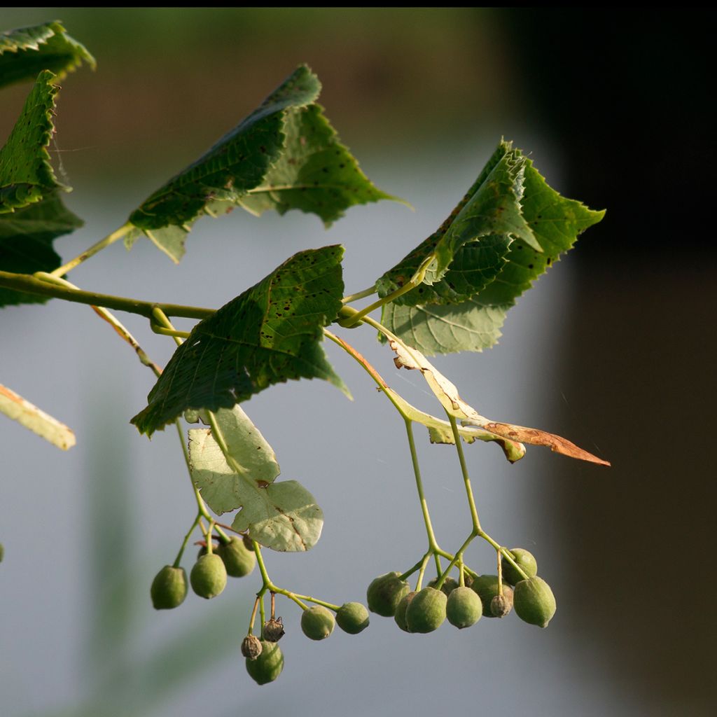 Tilia cordata Rancho - Tiglio selvatico