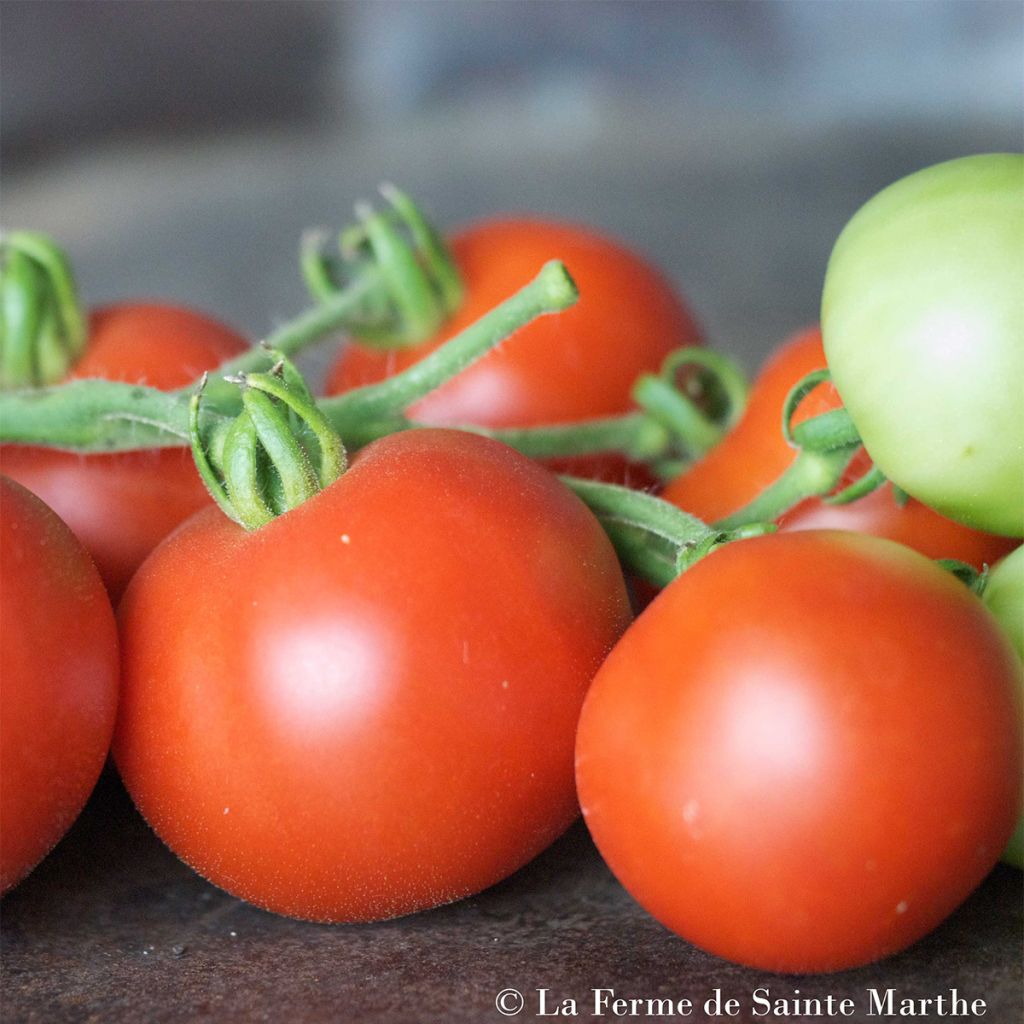 Tomate Casaque Rouge Bio - Ferme de Sainte Marthe