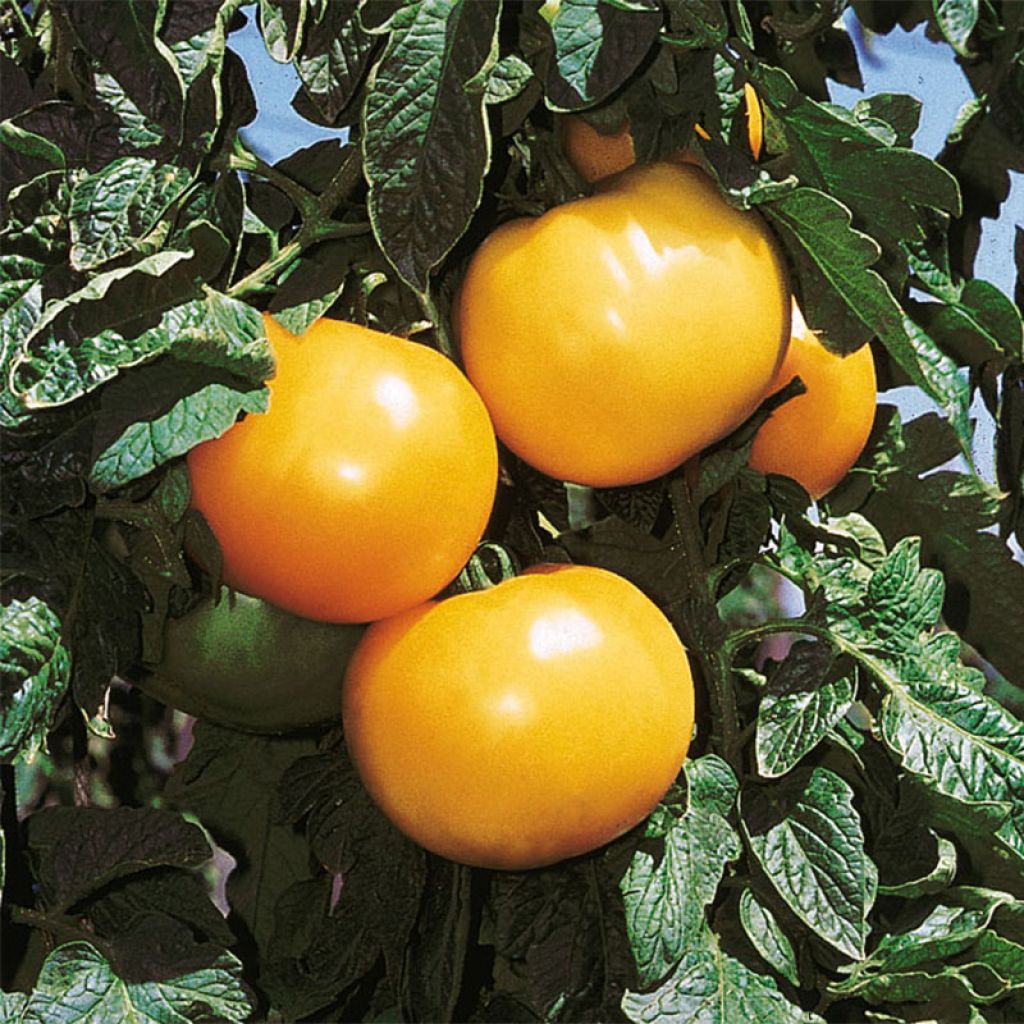 Tomate Lemon Boy F1 - Solanum lycopersicum