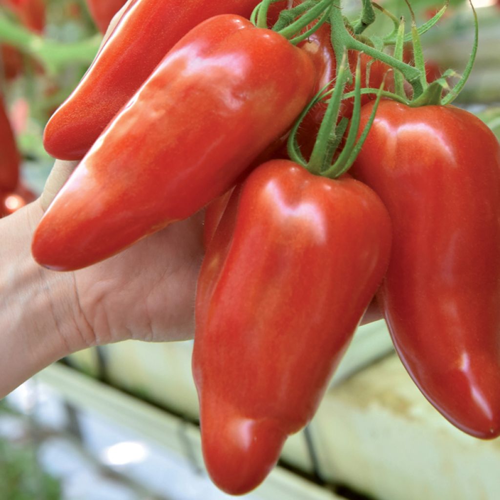 Pomodoro lungo Licorna F1 (piantine)