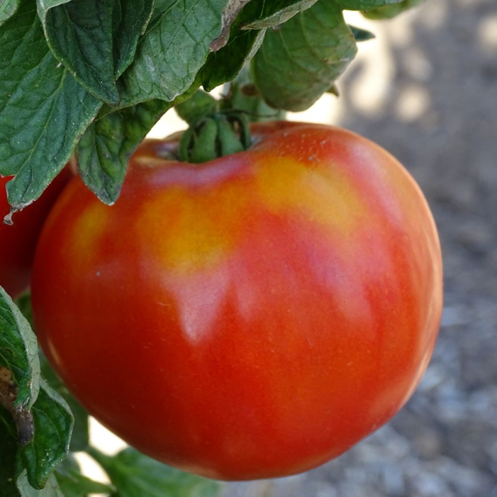 Pomodoro tondo liscio Maestria